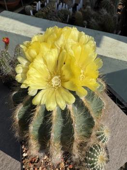 Notocactus magnificus